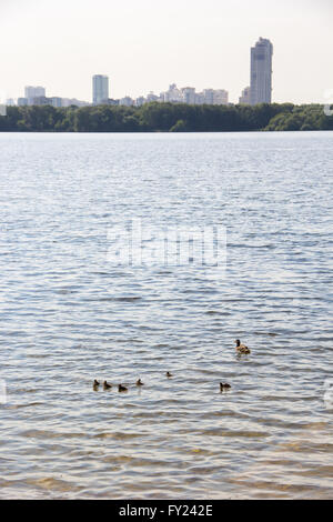 Famille de canards sur l'étang de la ville Banque D'Images