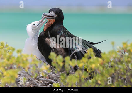 Grand mâle avec une frégate poussin dans le nid, l'île Christmas, Kiribati Banque D'Images