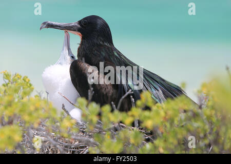 Grand mâle avec une frégate poussin dans le nid, l'île Christmas, Kiribati Banque D'Images