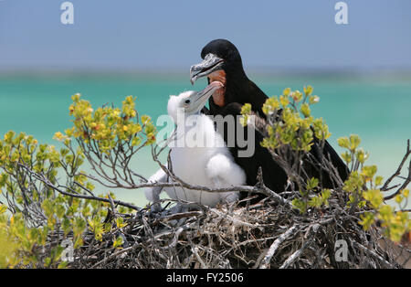 Grand mâle avec une frégate poussin dans le nid, l'île Christmas, Kiribati Banque D'Images