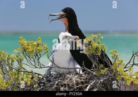 Grand mâle avec une frégate poussin dans le nid, l'île Christmas, Kiribati Banque D'Images