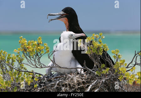 Grand mâle avec une frégate poussin dans le nid, l'île Christmas, Kiribati Banque D'Images