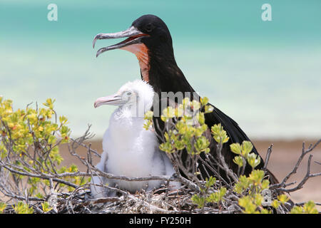 Grand mâle avec une frégate poussin dans le nid, l'île Christmas, Kiribati Banque D'Images