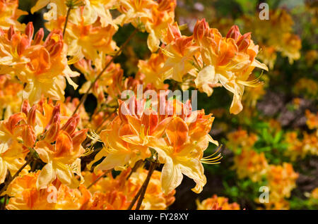 Vibrant jaune et orange 'Golden Flare' azalée. Rhododendron 'Golden Flare'. Dans le jardin en fleurs au printemps. Banque D'Images