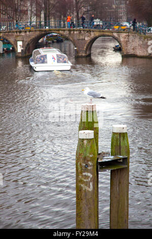 Mouette à proximité des ponts célèbres à Amsterdam, Pays-Bas Banque D'Images