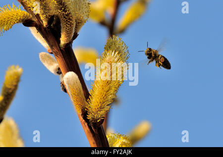 Une abeille en vol vous regarde. Banque D'Images