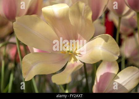 Tulipa 'Blushing Lady', dans le Willem-Alexander Pavilion à Keukenhof, l'un des fameux jardins de fleurs, Hollande-du-Sud. Banque D'Images