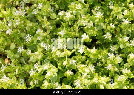 Blanc de macro fleurs (Stellaria media mouron des oiseaux) sous le soleil de printemps doux Banque D'Images