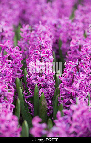 Hyacinthus orientalis Paul Hermann. L'affichage à l'hyacinthe RHS Wisley Gardens, Surrey, UK Banque D'Images