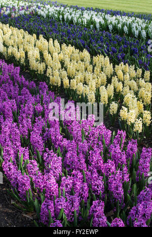 Hyacinthus orientalis. L'affichage à l'hyacinthe RHS Wisley Gardens, Surrey, UK Banque D'Images