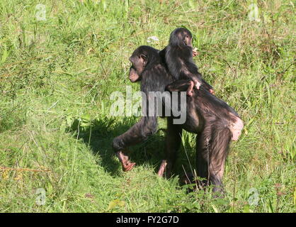 Les chimpanzés de l'Afrique mère Bonobo (pan paniscus) marcher avec son bébé enfant sur son dos Banque D'Images