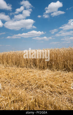 Champ de blé récolté en partie Banque D'Images