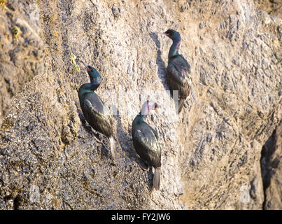 Le Cormoran pélagique (Phalacrocorax pelagicus) accroché sur une falaise Banque D'Images