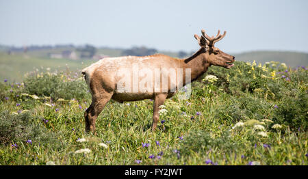 Le wapiti de Tule Bull (Cervus canadensis nannodes) manger. Banque D'Images