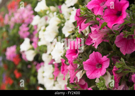 Pétunia coloré fleurs close up Banque D'Images