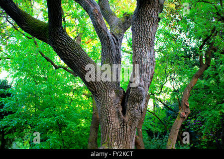 Juglans nigra (Noyer noir) à l'Est de park à Istanbul Banque D'Images