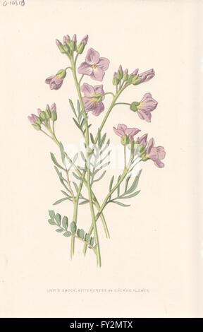 Fleurs : Lady's-Smock, Bittercress ou cardamine des prés, antique print c1895 Banque D'Images