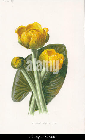 Fleurs : jaune aux Nymphéas, antique print c1895 Banque D'Images