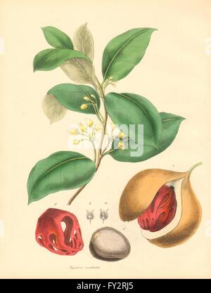 PLANTAE UTILIORES : Le muscadier (Myristica moschata) couleur Main.BURNETT 1842 Banque D'Images