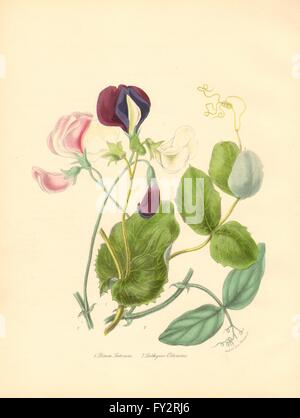 PLANTAE UTILIORES : Sweet & Pois cultivés (Lathyrus odoratus/Pisum)Burnett, 1842 Banque D'Images