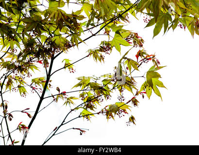 Acer palmatum Osakazuki au début du printemps. Banque D'Images