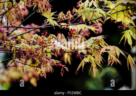 Acer palmatum Osakazuki au début du printemps. Banque D'Images