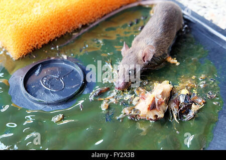 Rats Morts sur rat pièges de colle. Les rats sont une nuisance à la Chambre. Banque D'Images