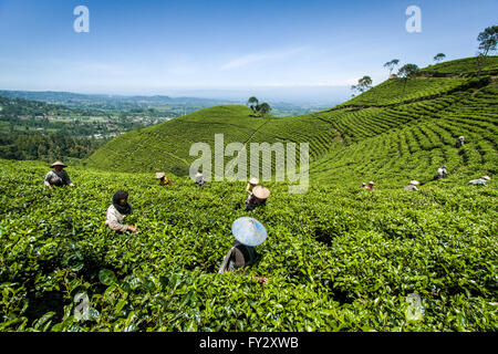 Les cueilleurs de thé dans de vertes collines pittoresques et des plantations de thé en terrasses. beau paysage indonésien sur le flanc du volcan lawu mont fertile Banque D'Images