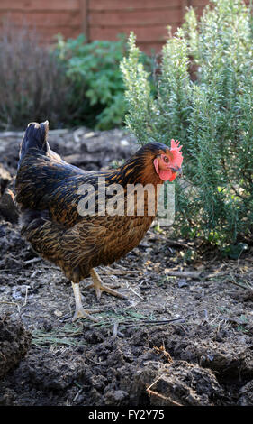 Pet Rock Rhode poulet dans un jardin en Brabourne Lees, Ashford, Kent, Angleterre Banque D'Images