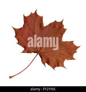 De sous une feuille d'érable en automne, Acer platanoides, isolé Banque D'Images