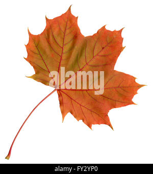 De sous une feuille d'érable en automne, Acer platanoides, isolé Banque D'Images