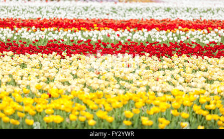 Rangées de tulipes de couleurs différentes dans un champ en été 24 Banque D'Images