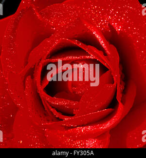 Close-up of a red rose avec des gouttelettes d'eau sur ses feuilles. Banque D'Images