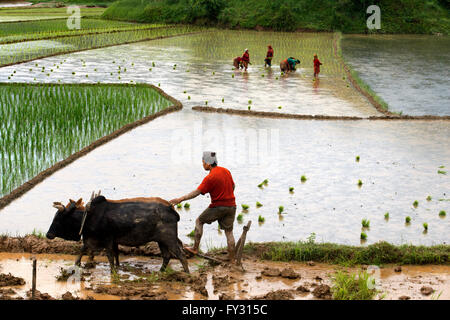 Rizières dans Bungamati, autour de la vallée de Katmandou, Népal. Banque D'Images