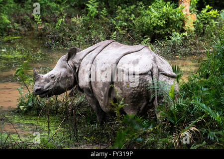 Indien ou rhinocéros à une corne et les touristes sur l'Elephant safari dans le parc national de Chitwan, au Népal Banque D'Images