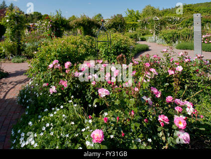Rosa 'rose' Erfurt roses dans l'arbuste Rose Garden à RHS Rosemoor, Great Torrington, Devon, UK Banque D'Images