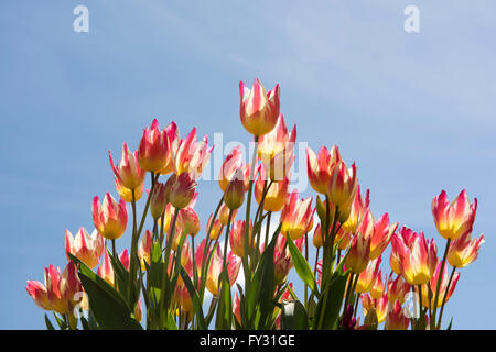 Tulipa 'Tricolette', une jardinère et jaune et rouge tulip dans une urne à Pashley Manor Gardens, Ticehurst, East Sussex, UK Banque D'Images