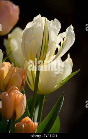 Lumière du soleil à travers les tulipes roses et blanches. Banque D'Images