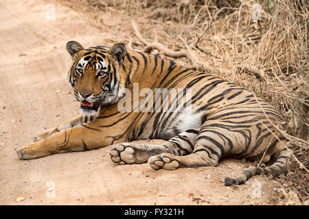 Tigre du Bengale (Panthera tigris tigris), sur la route de terre, le parc national de Ranthambore, Rajasthan, Inde Banque D'Images