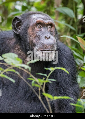 L'Est de chimpanzé (Pan troglodytes schweinfurthii), la forêt de Kibale, en Ouganda Banque D'Images