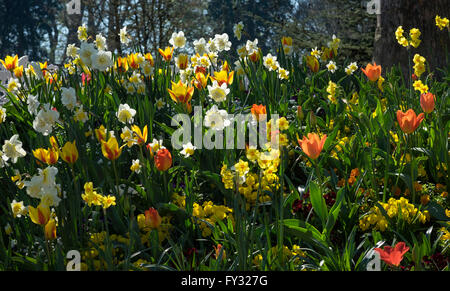 Les tulipes (Tulipa) et les jonquilles (Narcissus) dans un pré, Bade-Wurtemberg, Allemagne Banque D'Images