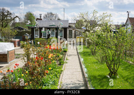 Les répartir en printemps, petit jardin, quartier Methler, Kamen, Ruhr, Rhénanie du Nord-Westphalie, Allemagne Banque D'Images