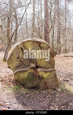 Coupe transversale d'un tronc d'arbre abattu mort montrant le grain et d'anneaux à Wexham Park, Noir, Argent, UK Banque D'Images