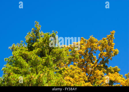 Les arbres verts et jaunes à l'automne contre ciel bleu clair. un arbre est un arbre, conifère à feuilles caduques est. Banque D'Images