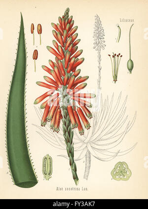 L'aloès, l'Aloe succotrina fynbos (aloe socotrina). Chromolithographie après une illustration botanique de Hermann Adolph Koehler's Plantes médicinales, sous la direction de Gustav Pabst, Koehler, Allemagne, 1887. Banque D'Images