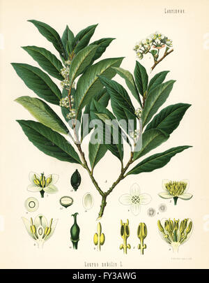 Laurier-sauce ou sweet bay tree, Laurus nobilis. Chromolithographie par E. Gunther après une illustration botanique de Hermann Adolph Koehler's Plantes médicinales, sous la direction de Gustav Pabst, Koehler, Allemagne, 1887. Banque D'Images