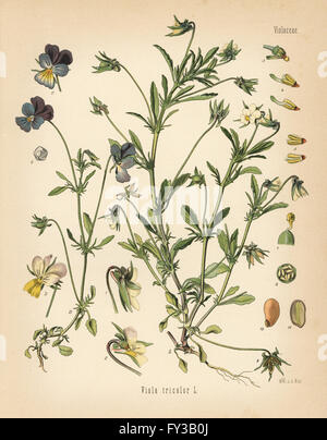 Heartsease ou wild pansy, Viola tricolor. Chromolithographie après une illustration botanique par Walther Hermann Muller d'Adolph Koehler's Plantes médicinales, sous la direction de Gustav Pabst, Koehler, Allemagne, 1887. Banque D'Images