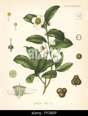 Usine de thé, Camellia sinensis (Camellia thea). Chromolithographie après une illustration botanique de Hermann Adolph Koehler's Plantes médicinales, sous la direction de Gustav Pabst, Koehler, Allemagne, 1887. Banque D'Images