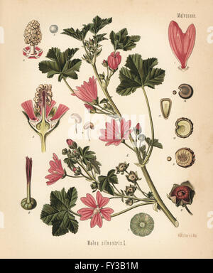 Mauve commune, Malva sylvestris. Chromolithographie après une illustration botanique par Walther Hermann Muller d'Adolph Koehler's Plantes médicinales, sous la direction de Gustav Pabst, Koehler, Allemagne, 1887. Banque D'Images