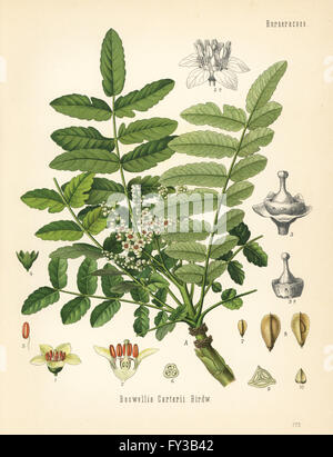 L'encens ou oliban, Boswellia sacra-tree (Boswellia carterii). Chromolithographie après une illustration botanique de Hermann Adolph Koehler's Plantes médicinales, sous la direction de Gustav Pabst, Koehler, Allemagne, 1887. Banque D'Images